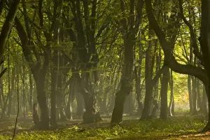 Rumania Prints: Old mixed Common Beech (Fagus sylvatica) and European Hornbeam (Carpinus betulus) forest habitat in early morning mist