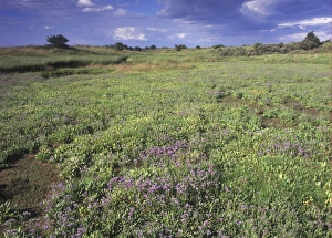 Lavenders Prints: Old saltmarsh between dunes with Sea Lavender