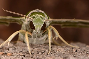 Hawkmoths Prints: Oleander Hawkmoth (Daphnis nerii) adult