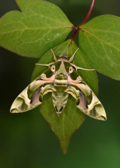 Oleander Hawkmoth (Daphnis nerii) adult, resting on leaf, captive bred