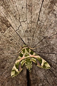 Oleander Hawkmoth (Daphnis nerii) adult, resting on log, captive bred