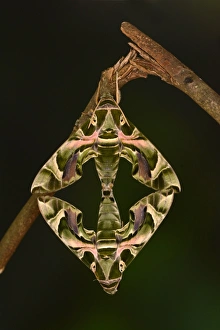 Hawkmoths Prints: Oleander Hawkmoth (Daphnis nerii) adult pair, mating, hanging from twig, captive bred