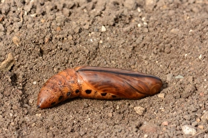 Hawkmoths Prints: Oleander Hawkmoth (Daphnis nerii) pupa, captive bred