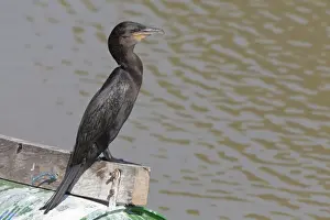 Mato Grosso Prints: Olivaceous Cormorant (Phalacrocorax olivaceus) adult