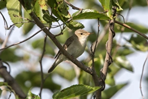 Olivaceous Warbler - Bulgaria