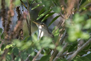 Warblers Prints: Olivaceous Warbler calling - Bulgaria