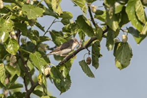 Warblers Prints: Olivaceous Warbler on Mulberry tree - Bulgaria