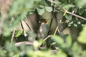 Warblers Prints: Olivaceous Warbler singing - Bulgaria