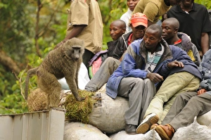 Olive Baboon (Papio anubis) adult, stealing food from truck with villagers along road, Kahuzi-Biega N. P