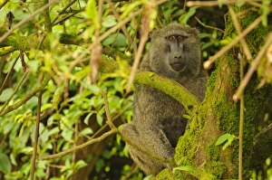Olive Baboon (Papio anubis) adult, sitting in tree, Kahuzi-Biega N. P. Kivu Region, Democratic Republic of Congo
