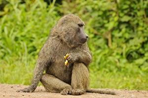Primates Prints: Olive Baboon (Papio anubis) adult, feeding, sitting on road, Kahuzi-Biega N. P