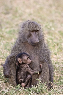 Primates Prints: Olive Baboon (Papio anubis) adult female and baby