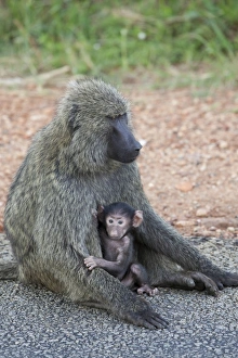 Baboon Prints: Olive Baboon (Papio anubis) adult female with young, sitting on ground, Uganda