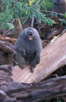 Primates Prints: Olive Baboon (Papio anubis) Male calling