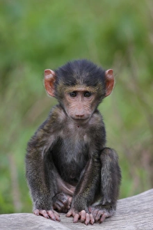 Cute Prints: Olive Baboon (Papio anubis) young, sitting on log, Lake Nakuru, Great Rift Valley, Kenya