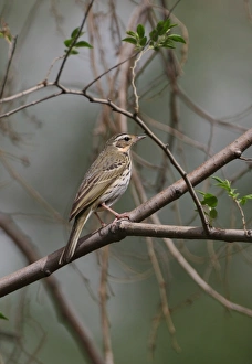 Pipits Prints: Olive-backed Pipit (Anthus hodgsoni) adult, perched on branch, Beijing, China, may