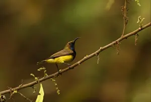 Sunbird Prints: Olive-backed Sunbird (Cinnyris jugularis flamaxillaris) adult male