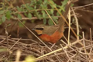 Olive-crowned Crescentchest (Melanopareia maximiliani argentina) adult, perched on stems, La Cumbre, Cordoba, Argentina, april