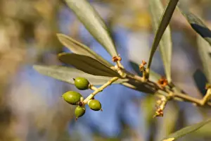 Grove Prints: Olive (Olea europea) close-up of young fruit forming on tree
