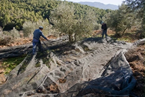 Olive (Olea europea) grove, men harvesting fruit, near Yeste, Castilla la Mancha, Spain, december