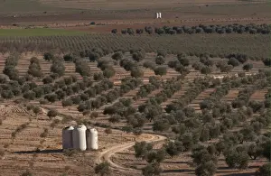 Castilla La Mancha Prints: Olive (Olea europea) grove, view of farmland with old vats used for collecting rainwater