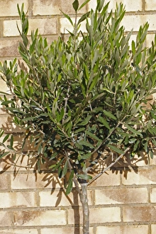 Olives Prints: Olive (Olea europea) young tree