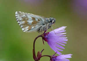 Butterfly Prints: Olive Skipper (Pyrgus serratulae) adult male
