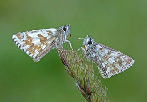 Butter Fly Prints: Olive Skipper (Pyrgus serratulae) two adults, resting on grass flowerhead, Italy, july
