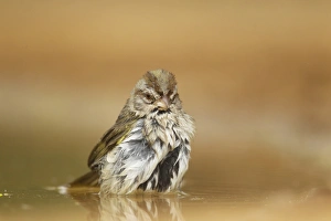 Sparrow Prints: Olive Sparrow (Arremonops rufivirgatus) adult, bathing in pool, South Texas, U. S. A. may
