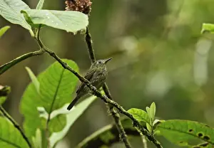 Tyrant Flycatcher Prints: Olive-striped Flycatcher (Mionectes olivaceus hederaceus) adult