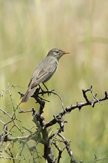 Lesbos Prints: Olive-tree Warbler (Hippolais olivetorum) adult, perched on twig, Lesvos, Greece, may
