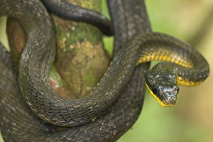 Amazonia Prints: Olive Whipsnake (Chironius fuscus) adult