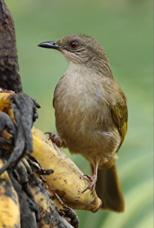 Bul Bul Prints: Olive-winged Bulbul (Pycnonotus plumosus) adult
