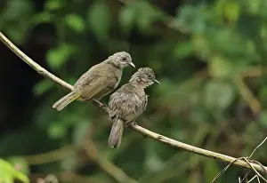 Vine Prints: Olive-winged Bulbul (Pycnonotus plumosus plumosus) adult pair