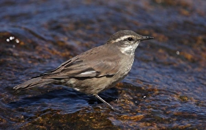 Furnariids Prints: Olrog's Cinclodes (Cinclodes olrogi) adult