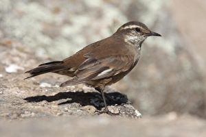 Olrog's Cinclodes (Cinclodes olrogi) adult, standing on rock, Pampa de Achala, Cordoba, Argentina, april