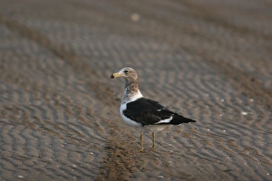 Sea Gull Prints: Olrog's Gull (Larus atlanticus) immature