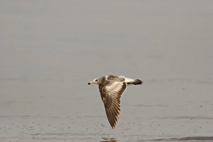 Olrog's Gull (Larus atlanticus) immature, first summer plumage, in flight over water, Punta Rasa, Buenos Aires, Argentina, october