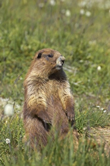 Washington Prints: Olympic Marmot (Marmota olympus) adult