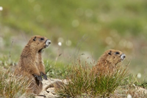 Washington Prints: Olympic Marmot (Marmota olympus) adult pair