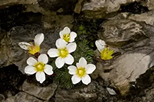 Julian Alps Prints: One-flowered Cushion Saxifrage (Saxifraga burseria) flowering