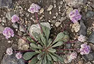 Gravel Prints: One-seeded Pussypaws (Calyptridium monospermum) flowering