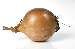 Edible Prints: Onion (Allium cepa) bulb