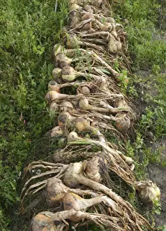 Bulb Prints: Onion (Allium cepa) bulbs, freshly harvested and drying out in urban allotment