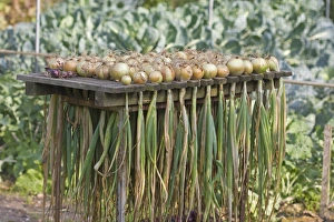 Bulb Prints: Onion (Allium cepa) harvested bulbs, drying on rack, Norfolk, England, august