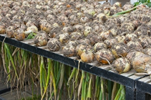 Bulb Prints: Onion (Allium cepa) harvested bulbs