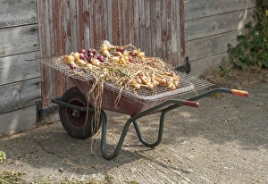 Onion (Allium cepa) harvested homegrown bulbs, drying out on wire covered wheelbarrow, Shropshire, England, August
