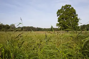 Grasslands Prints: Open marshy grassland and reedbed habitat on wetland nature reserve
