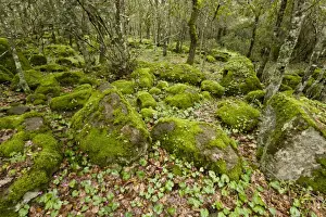 Sardinian Prints: Open woodland with moss covered rocks and Repand Cyclamen (Cyclamen repandum) flowering