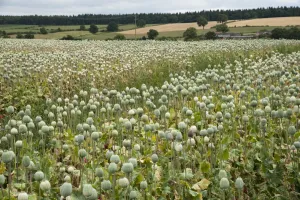 Seedpod Prints: Opium Poppy (Papaver somniferum) crop